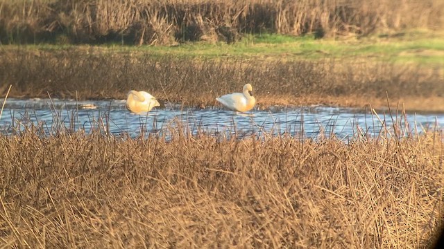 Tundra Swan (Whistling) - ML615279360