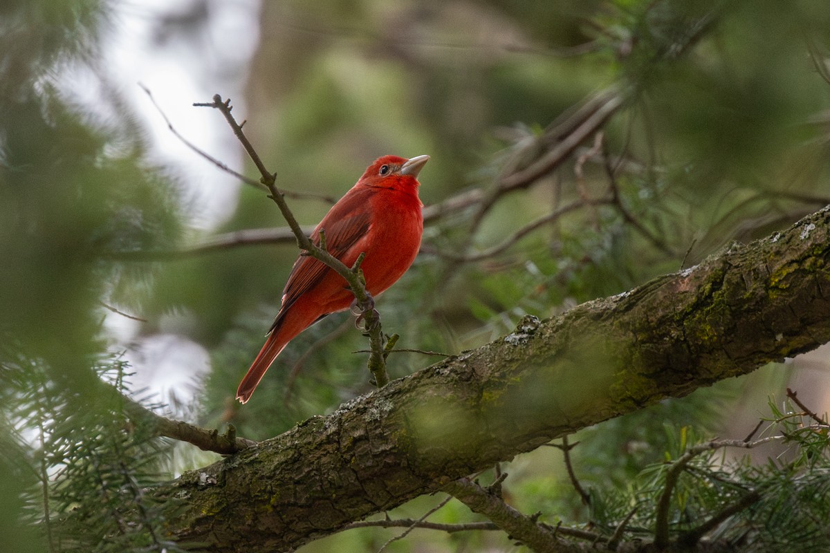 Summer Tanager - ML615279362