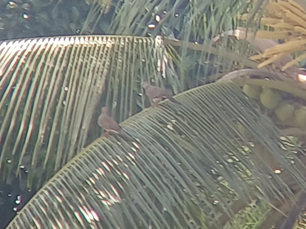 Spotted Dove - Sooraj  Sekhar