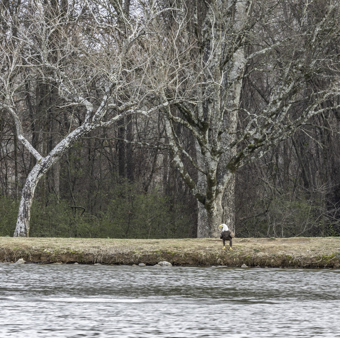 Bald Eagle - Anonymous