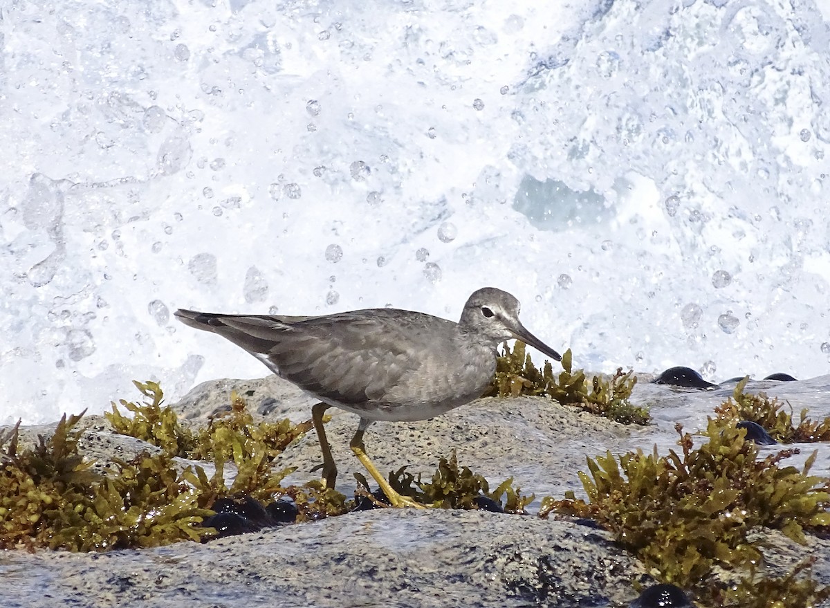 Wandering Tattler - ML615279428