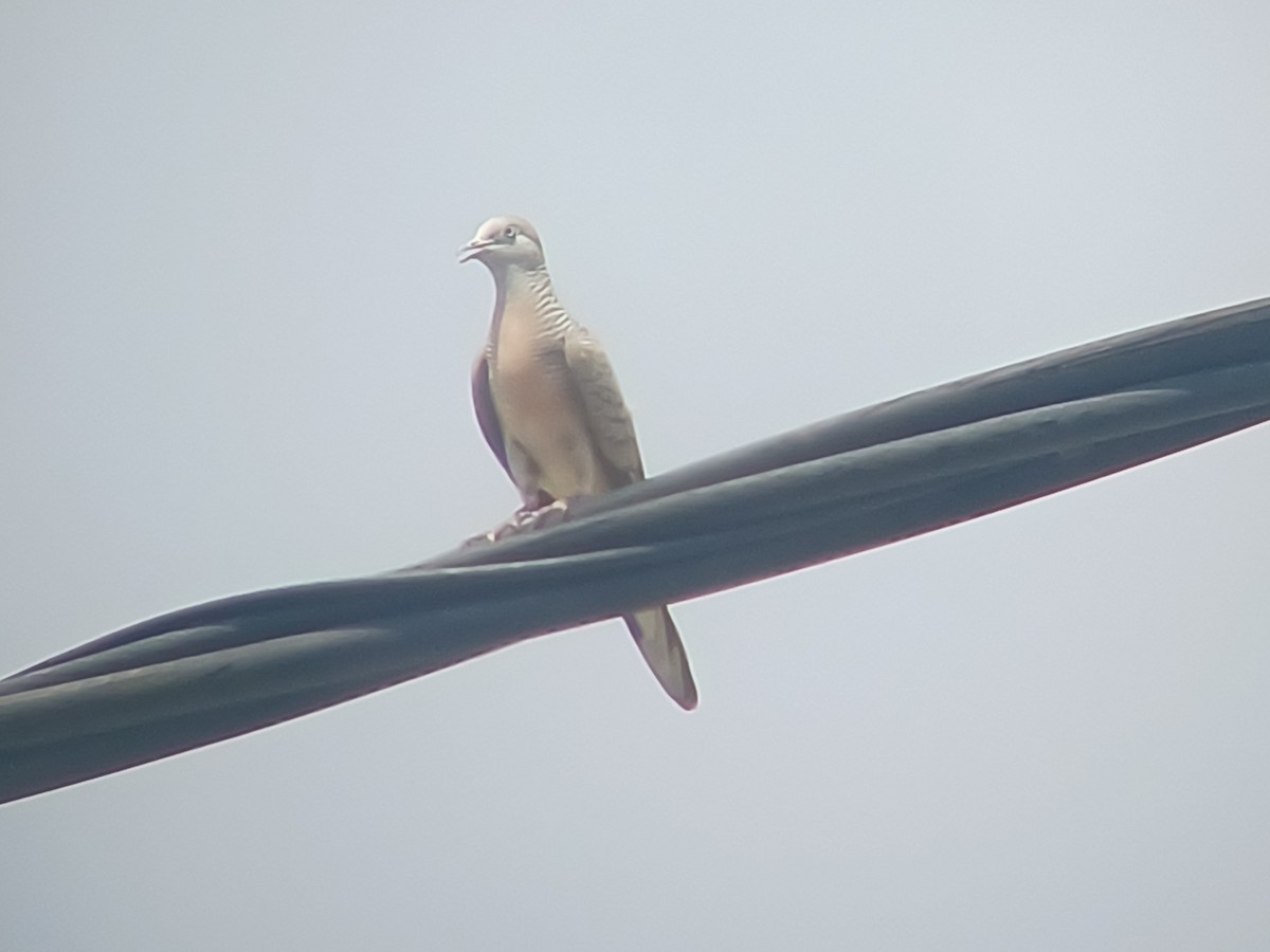 Zebra Dove - ML615279434