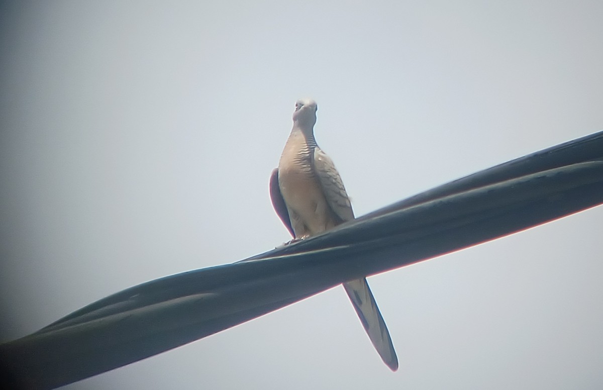 Zebra Dove - ML615279439