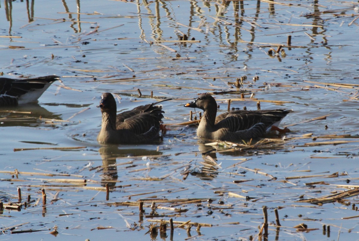 Tundra Bean-Goose - ML615279450