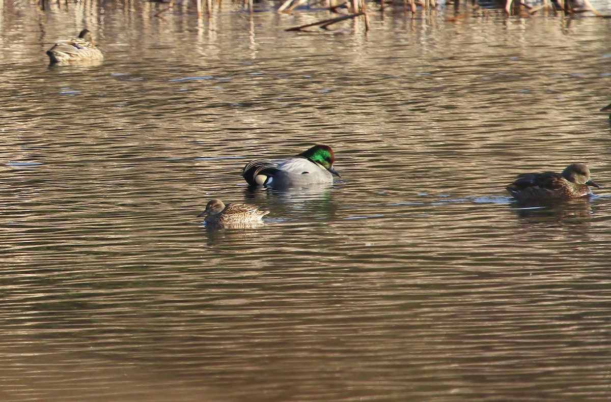 Falcated Duck - ML615279467