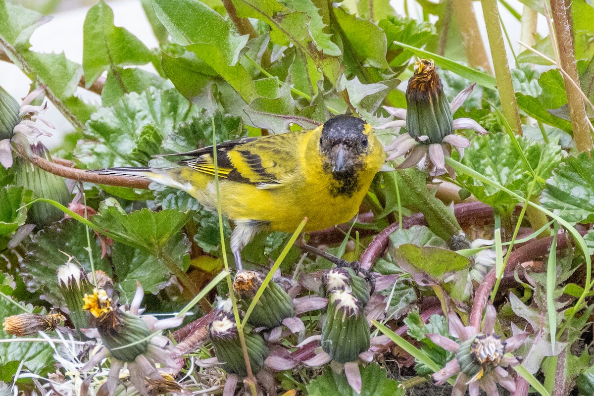 Black-chinned Siskin - ML615279479