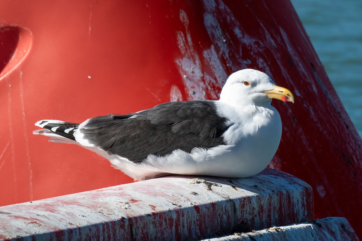 Great Black-backed Gull - ML615279599