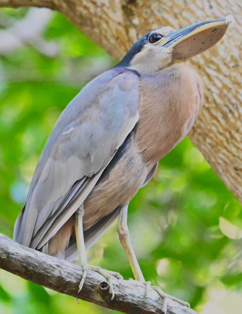 Boat-billed Heron - ML615279733