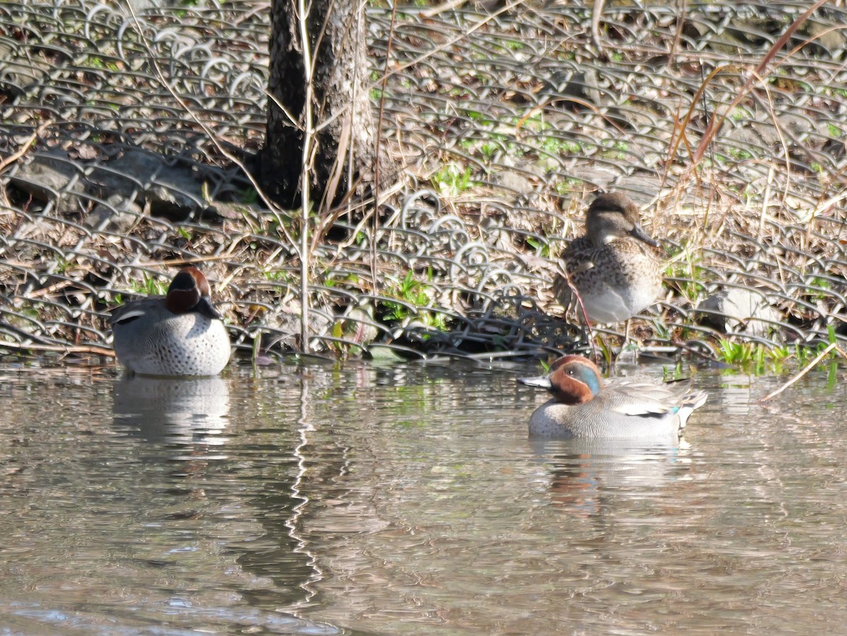 Green-winged Teal - Hiroyuki Tamura