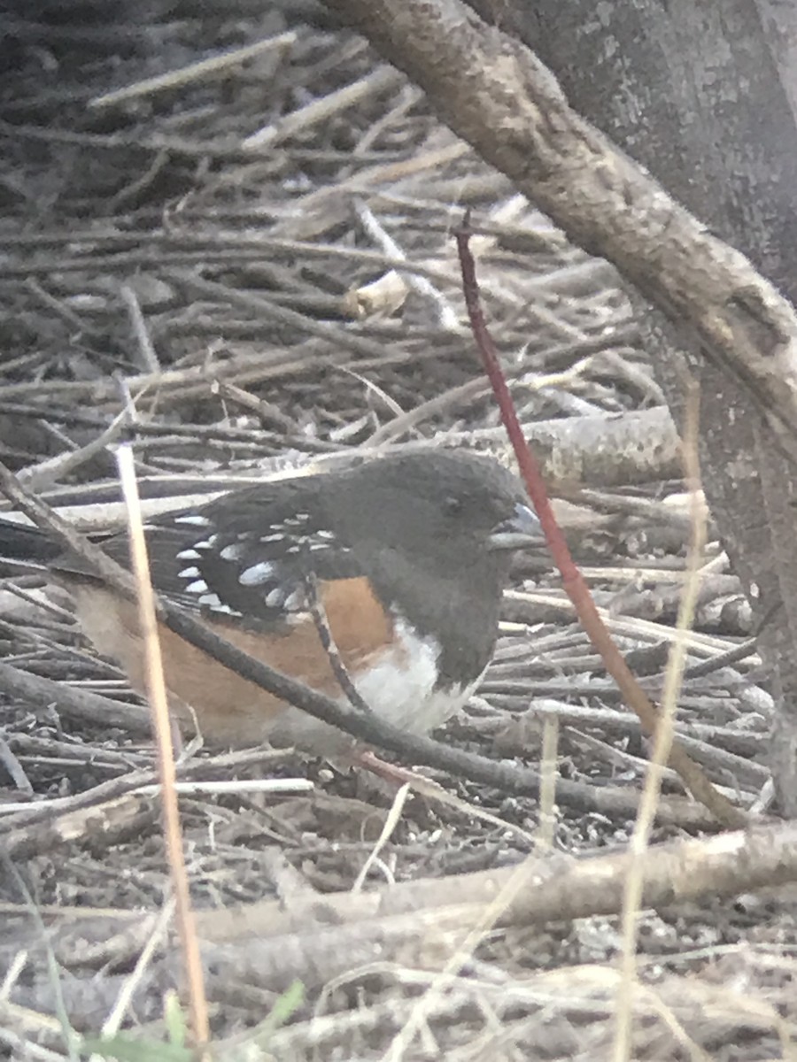 Spotted Towhee - ML615279762