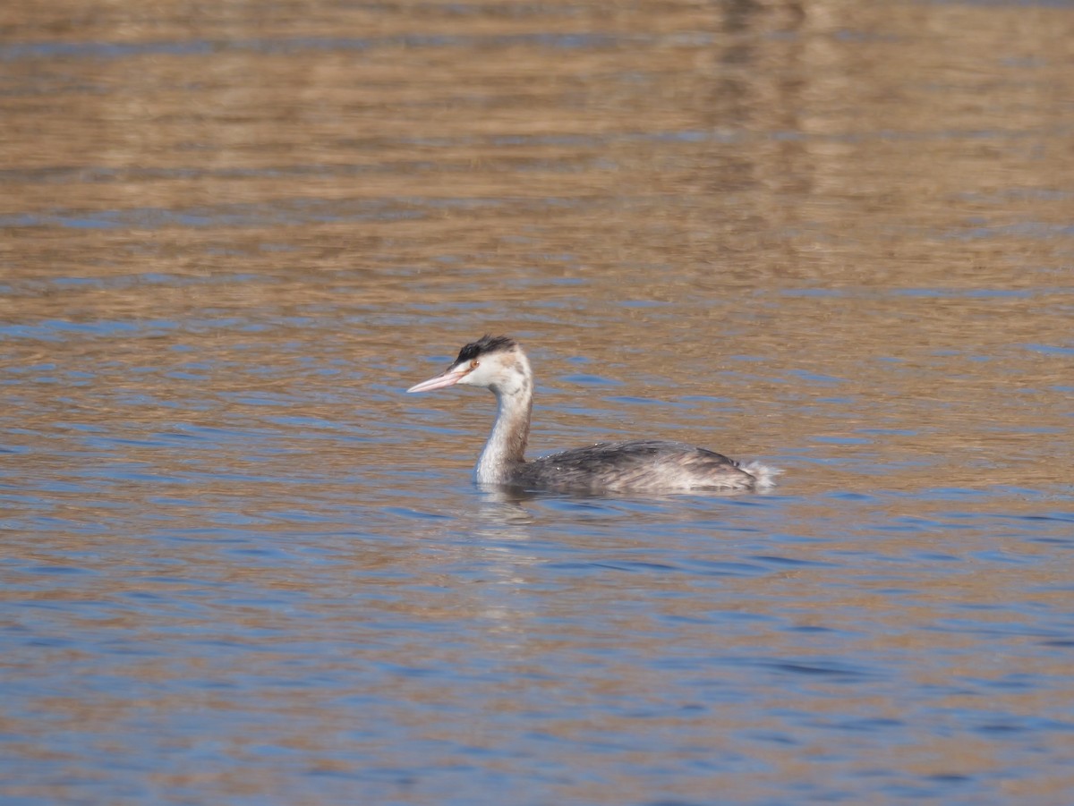 Great Crested Grebe - Hiroyuki Tamura