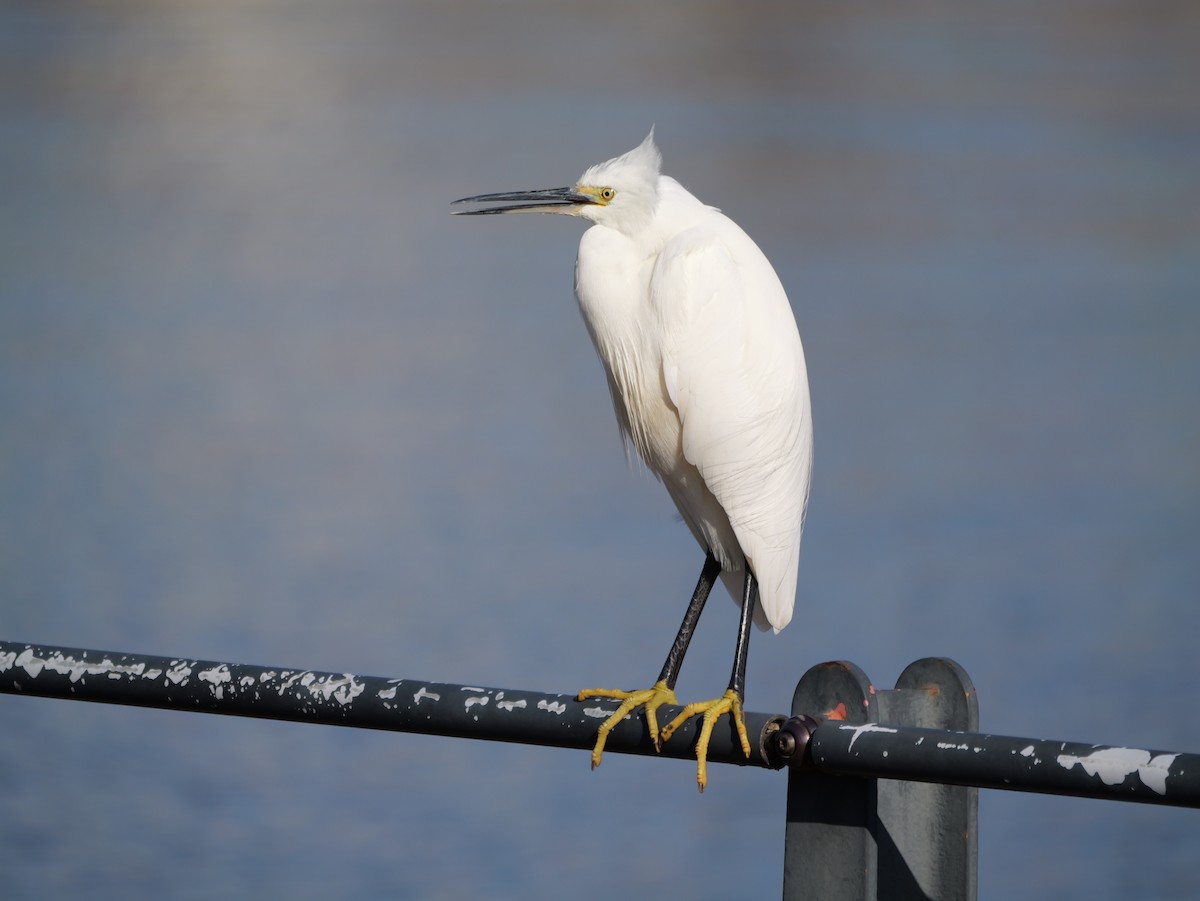 Little Egret - Hiroyuki Tamura