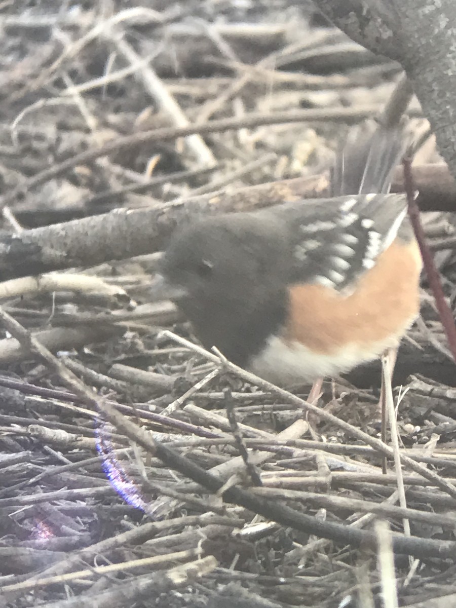 Spotted Towhee - ML615279791