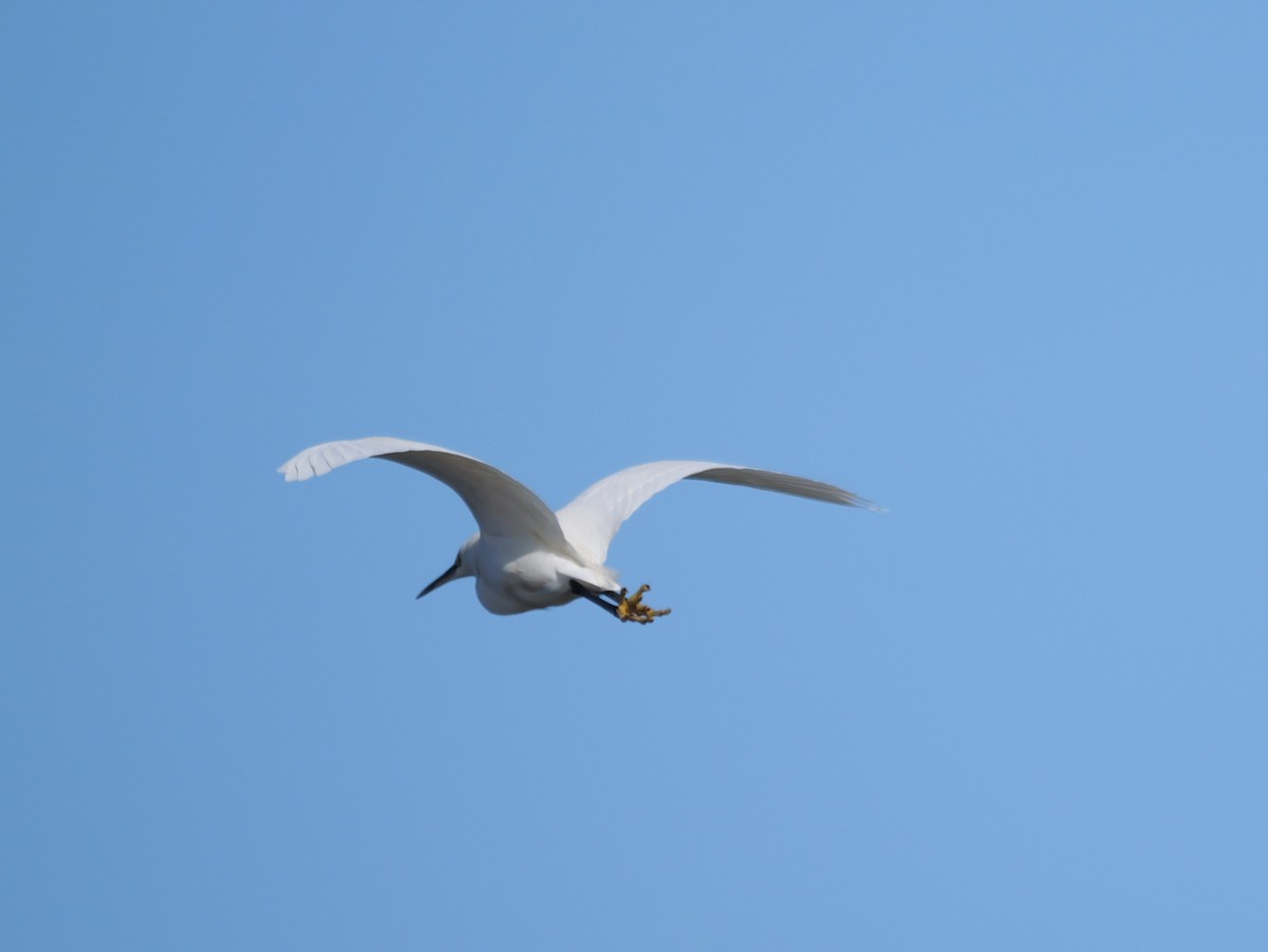 Little Egret - Hiroyuki Tamura