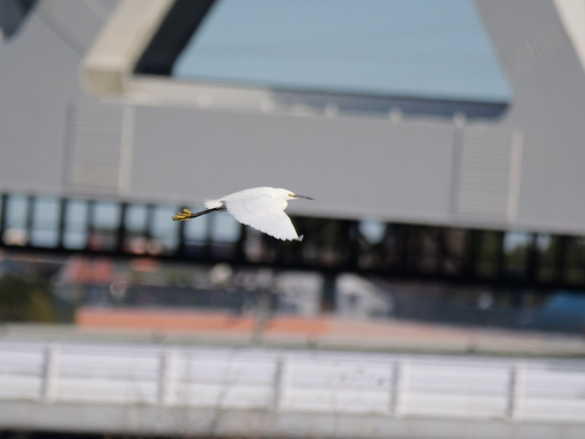 Little Egret - Hiroyuki Tamura