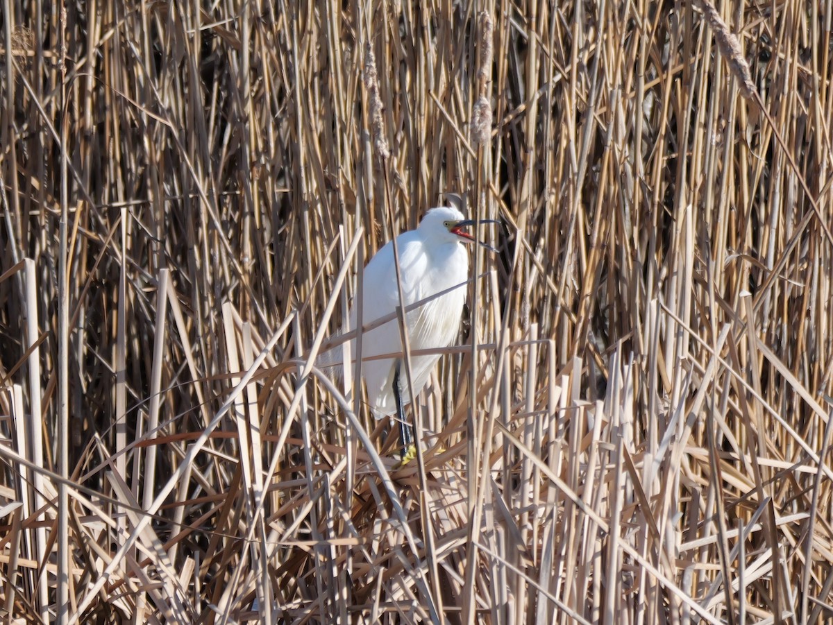 Little Egret - Hiroyuki Tamura