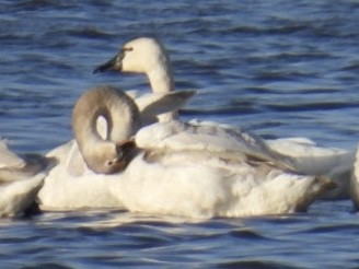 Tundra Swan - Dorothy Thurman