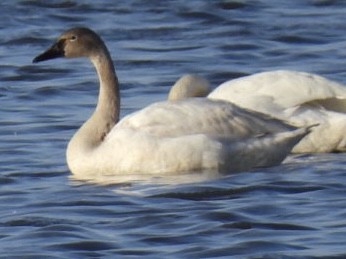 Tundra Swan - Dorothy Thurman