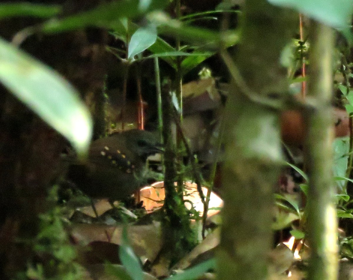 Gray-bellied Antbird - ML615279848