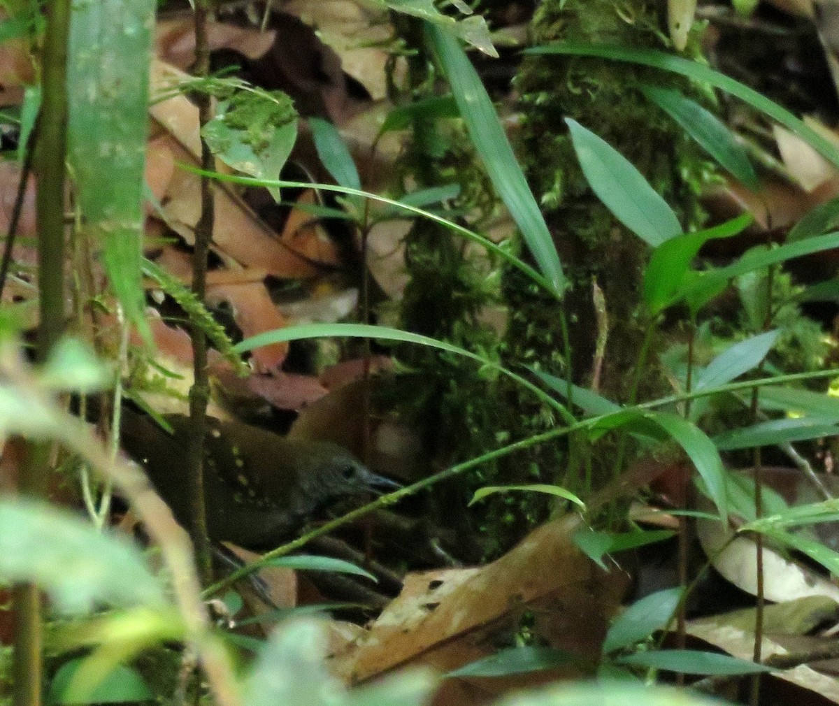 Gray-bellied Antbird - ML615279849