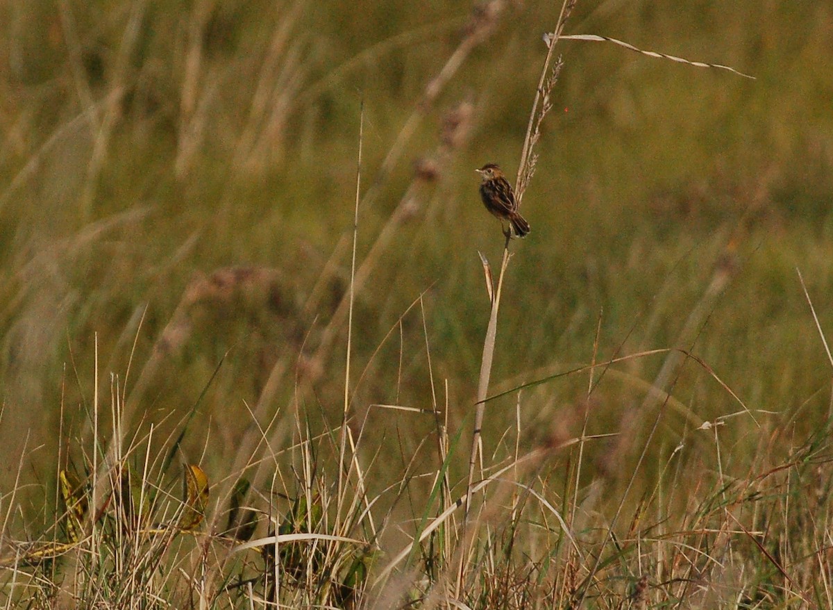 Zitting Cisticola - ML615279852