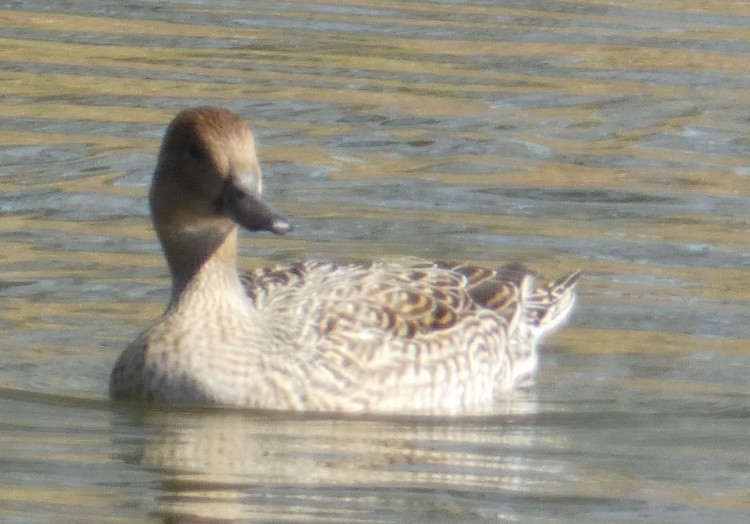 Northern Pintail - ML615279859