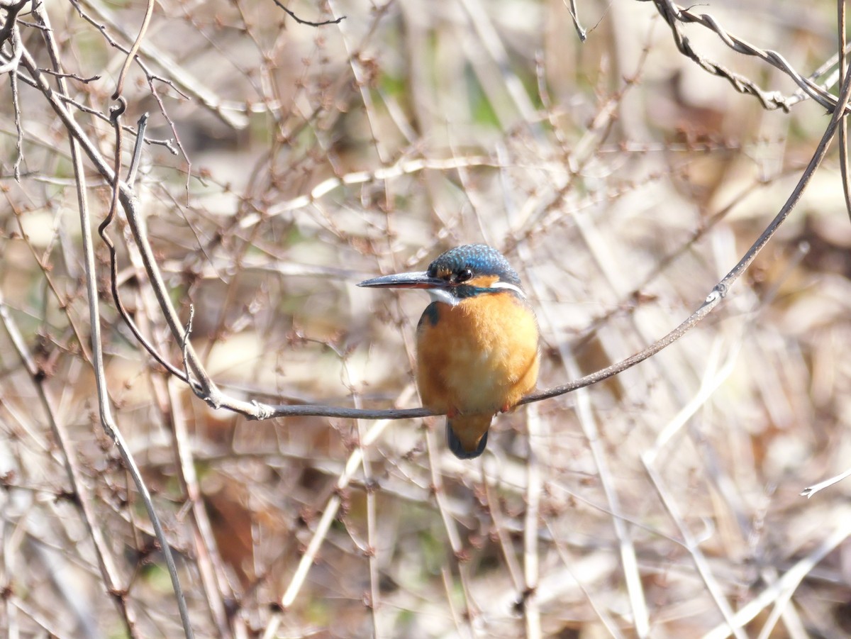 Common Kingfisher - ML615279860