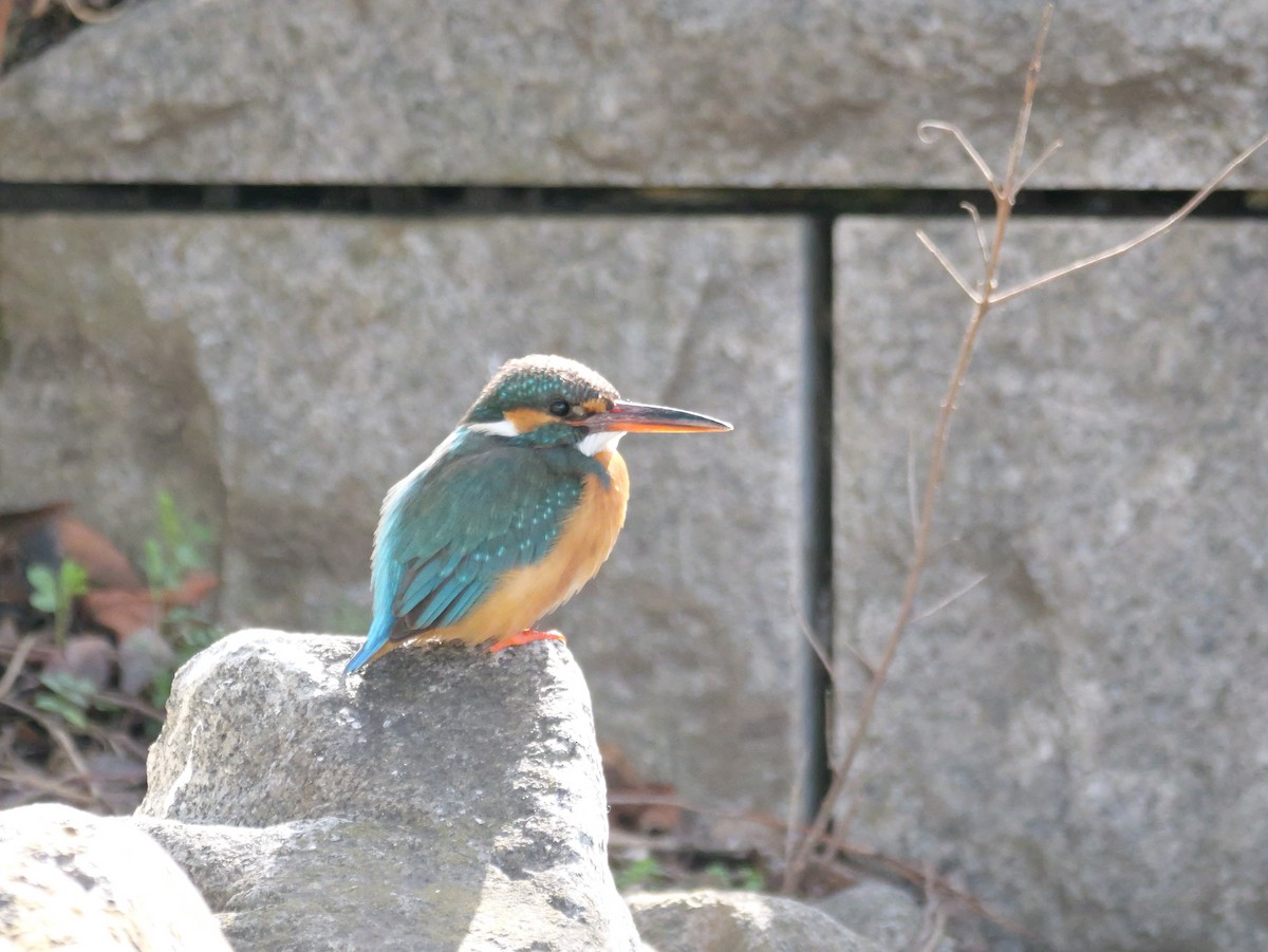 Common Kingfisher - Hiroyuki Tamura