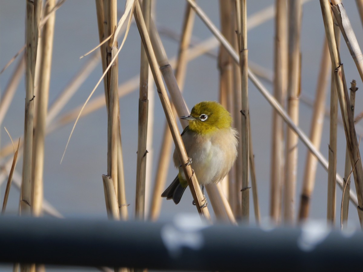 Warbling White-eye - ML615279873