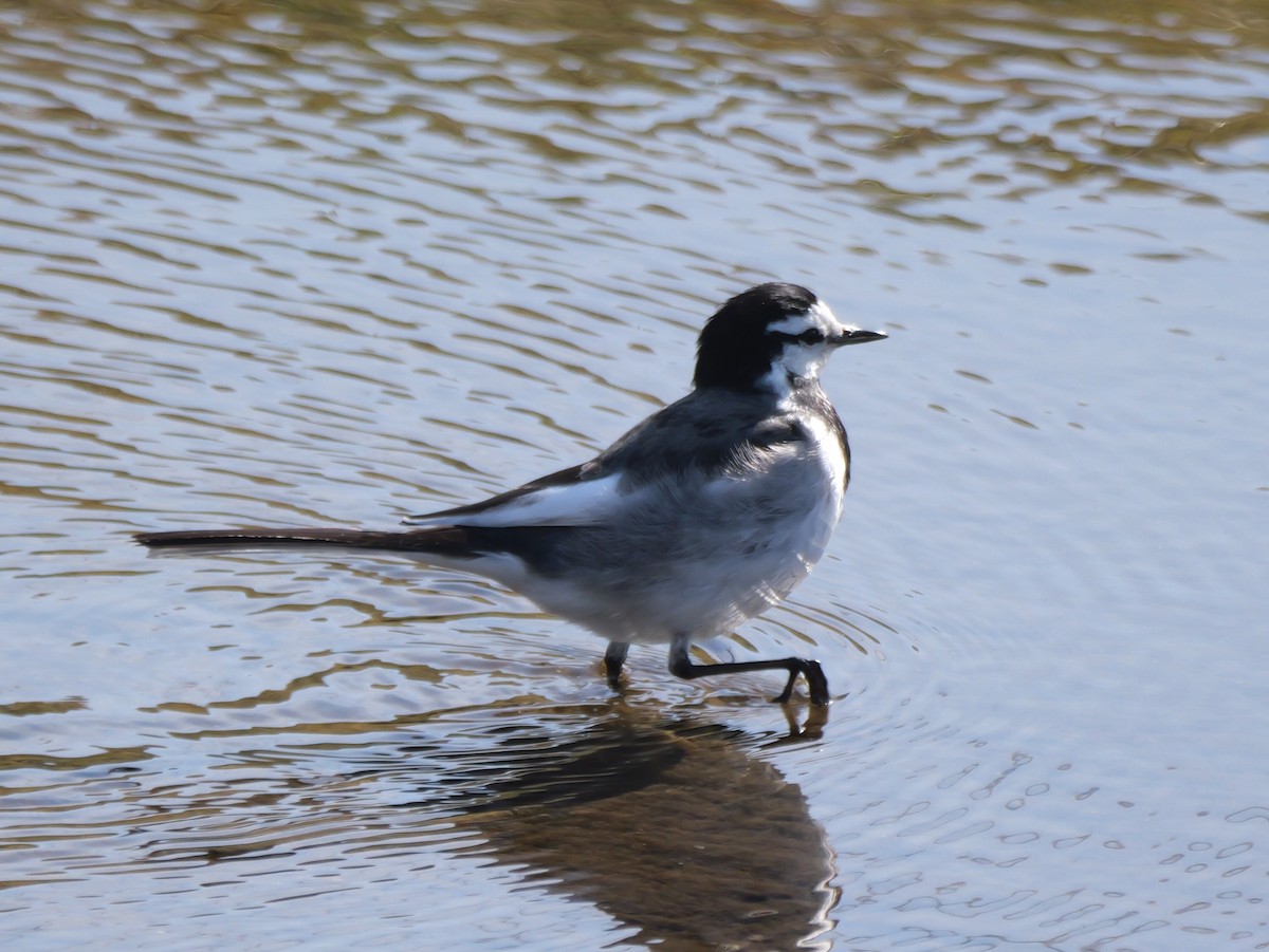 White Wagtail - Hiroyuki Tamura