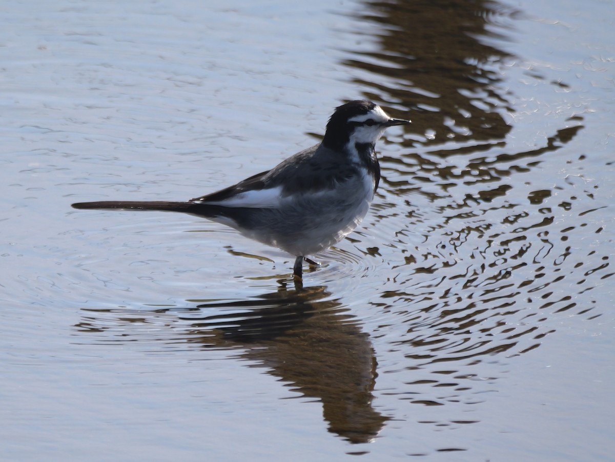 White Wagtail - ML615279898