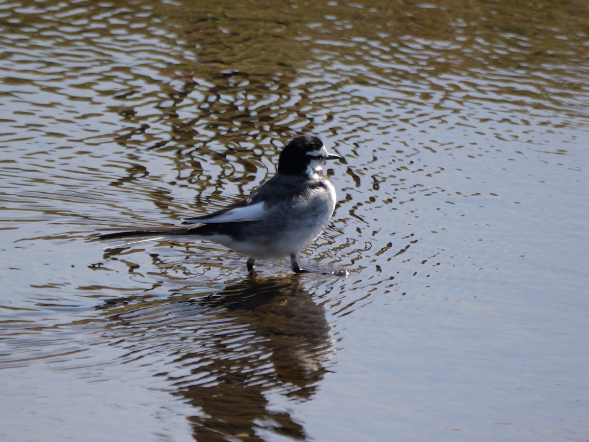 White Wagtail - ML615279899