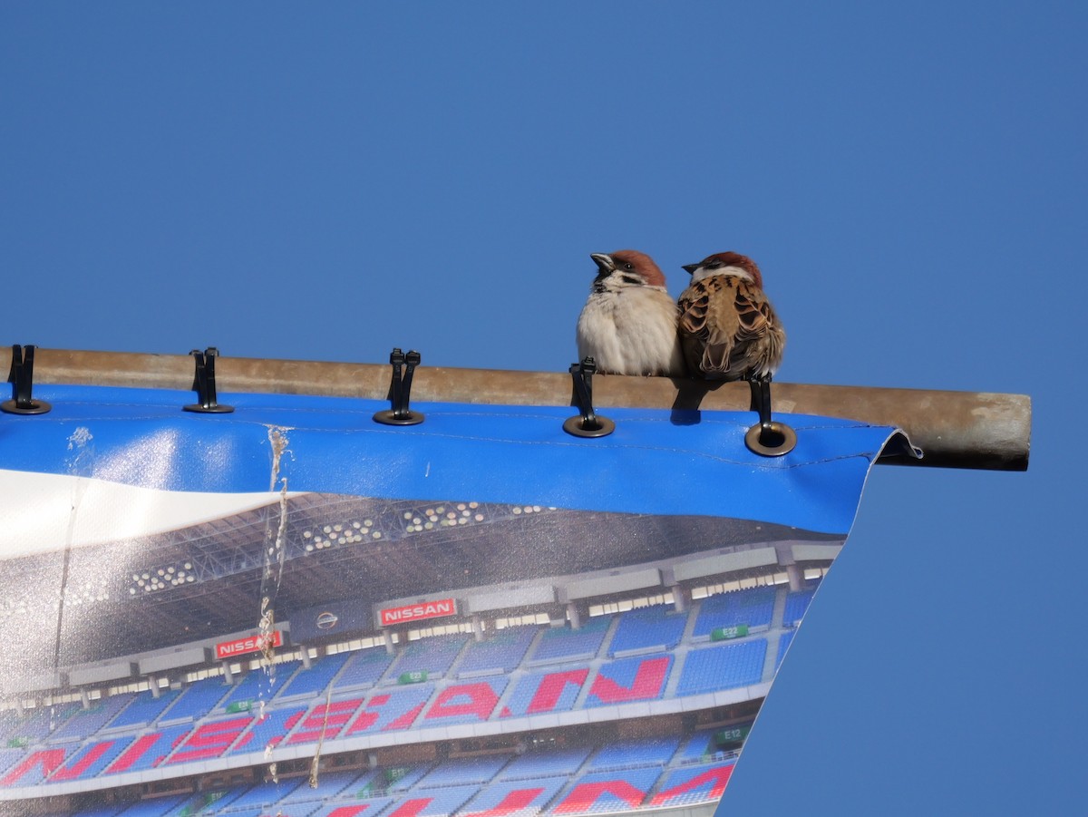 Eurasian Tree Sparrow - ML615279920