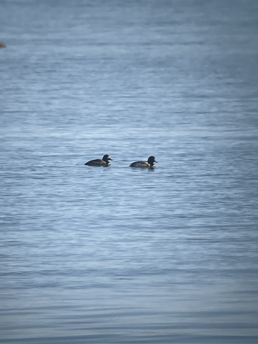 Greater Scaup - Larry Maurin