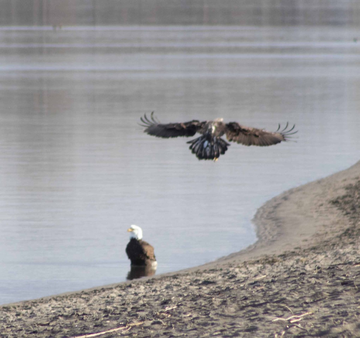 Bald Eagle - ML615280001