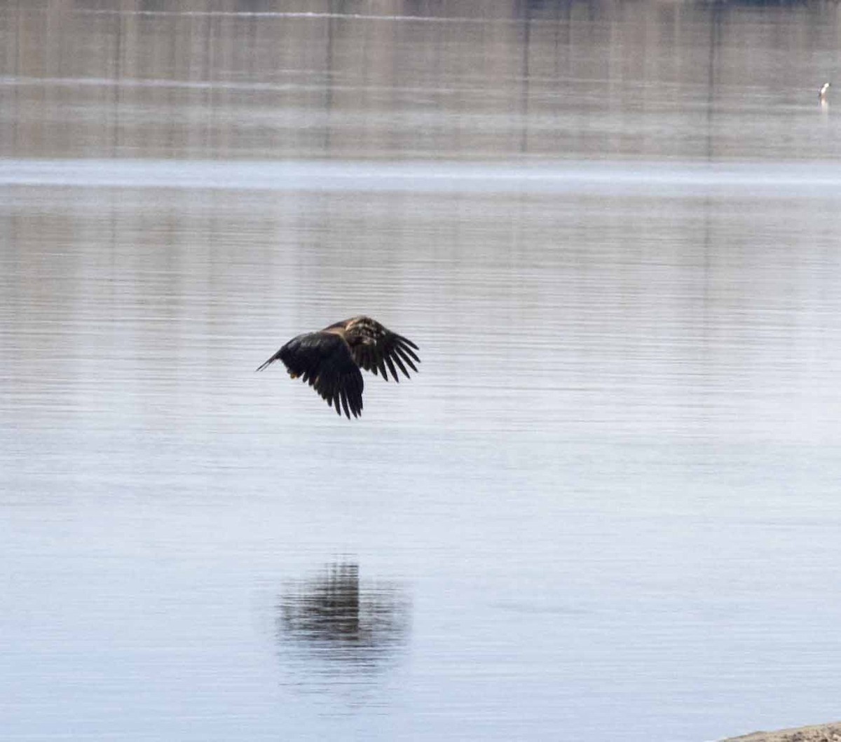 Bald Eagle - ML615280002