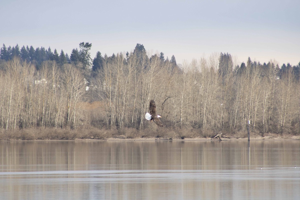 Bald Eagle - ML615280003