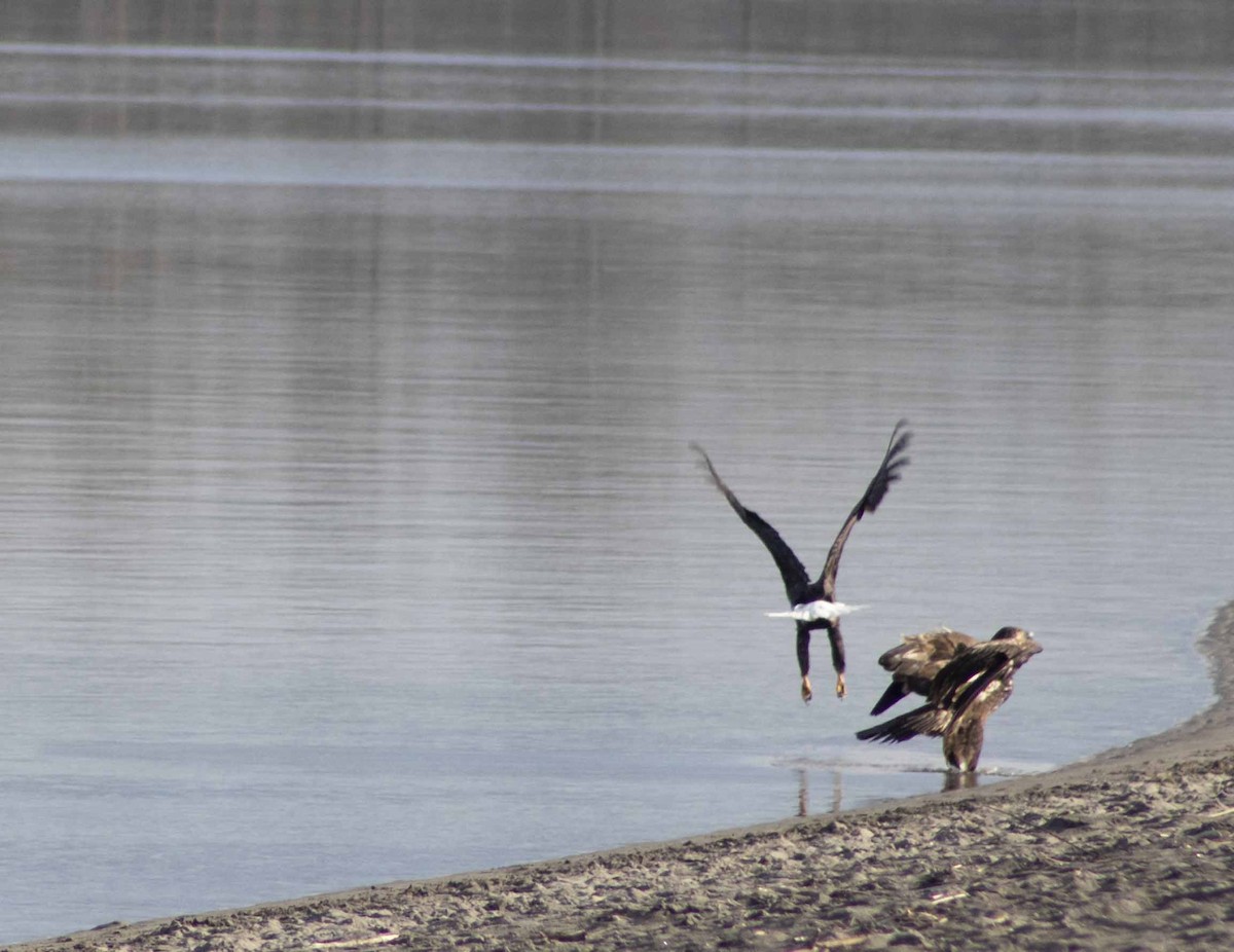Bald Eagle - ML615280004