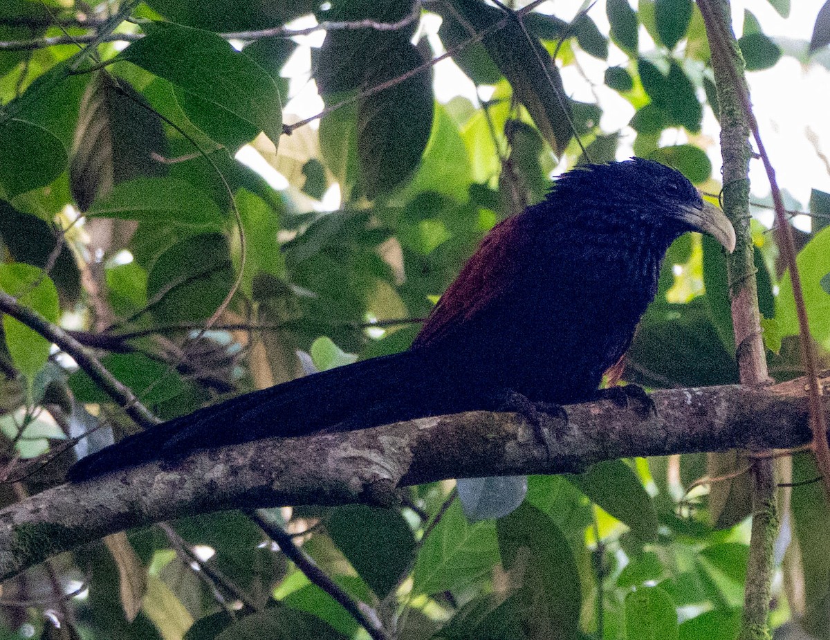 Green-billed Coucal - ML615280011