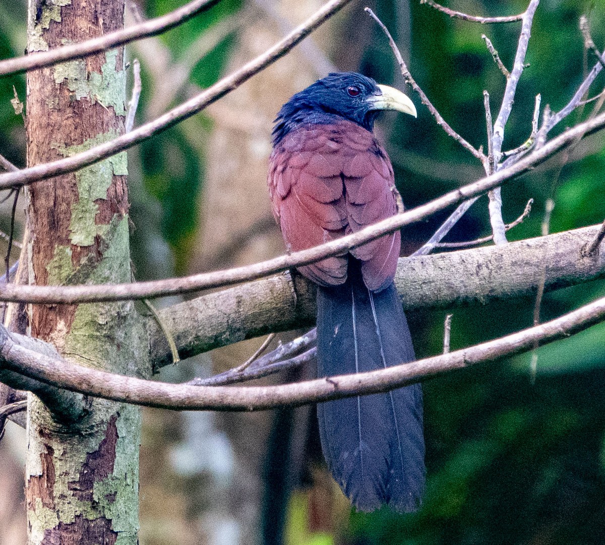 Green-billed Coucal - ML615280012