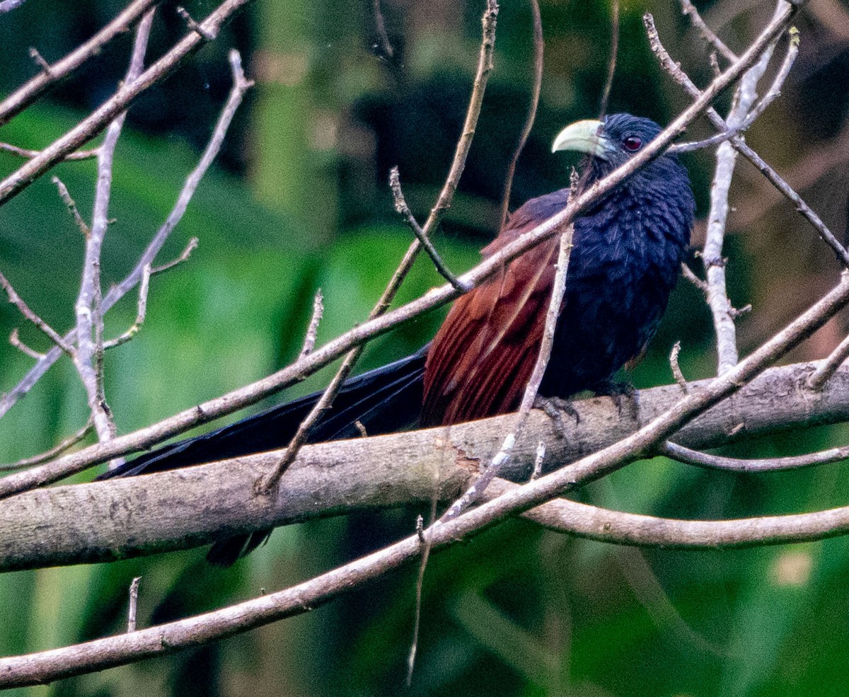 Green-billed Coucal - ML615280013