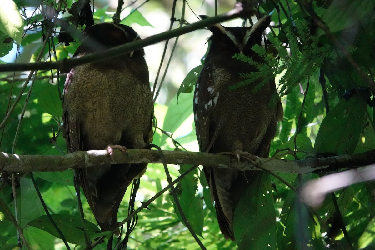 Crested Owl - ML615280052