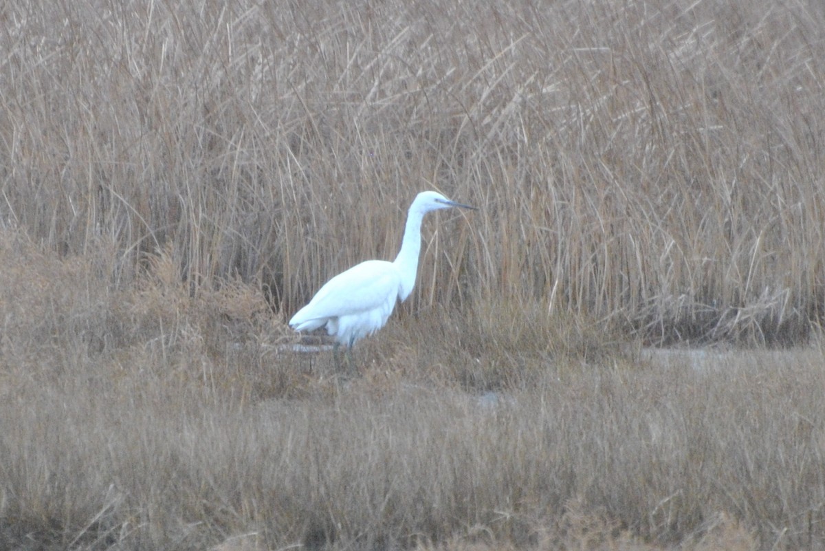 Little Egret - ML615280120