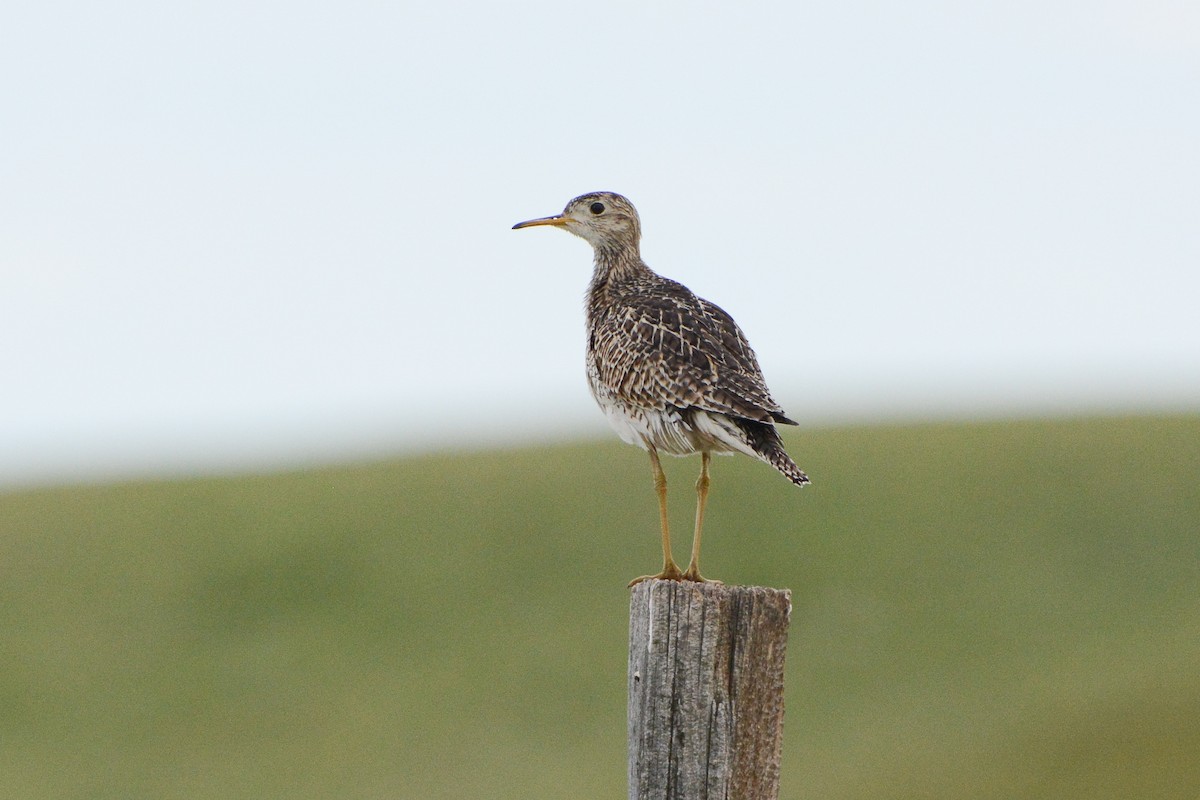 Upland Sandpiper - ML615280157