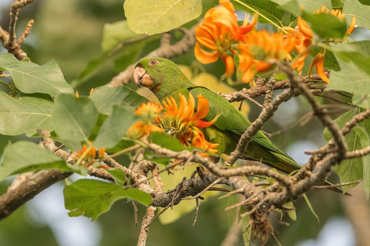 Pacific Parakeet - ML615280230