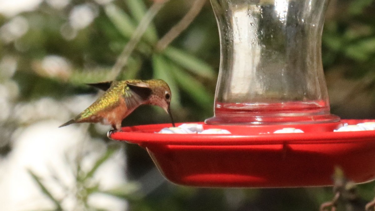 Rufous Hummingbird - ML615280276