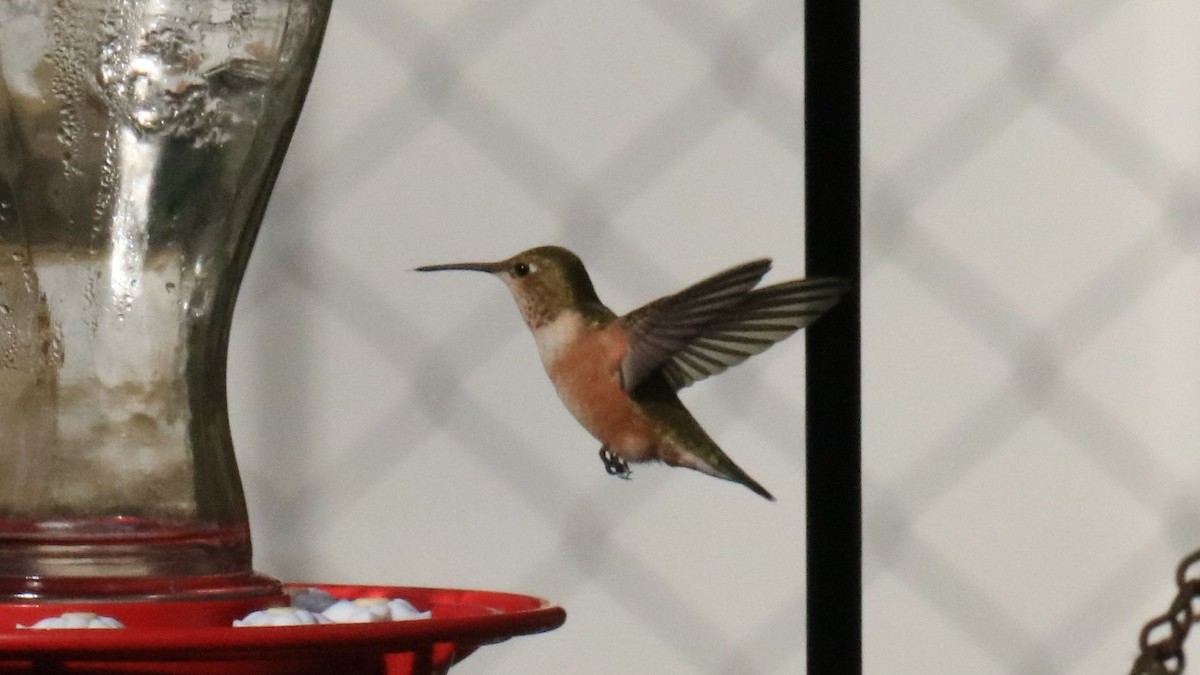 Rufous Hummingbird - ML615280277