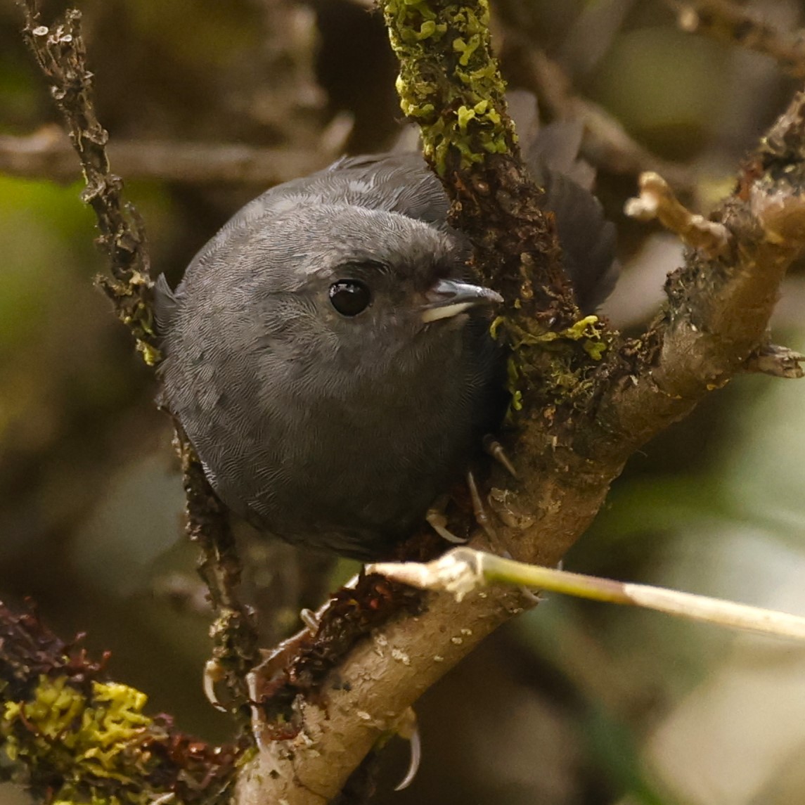 Loja Tapaculo - John Mills