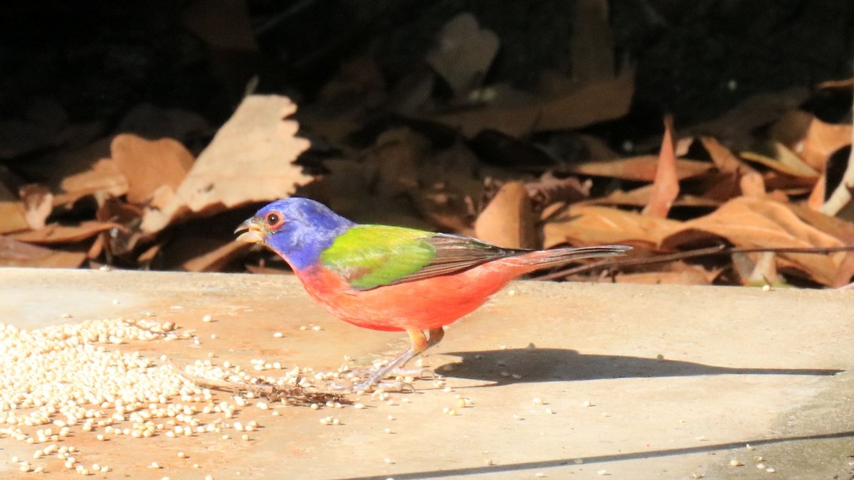 Painted Bunting - ML615280288
