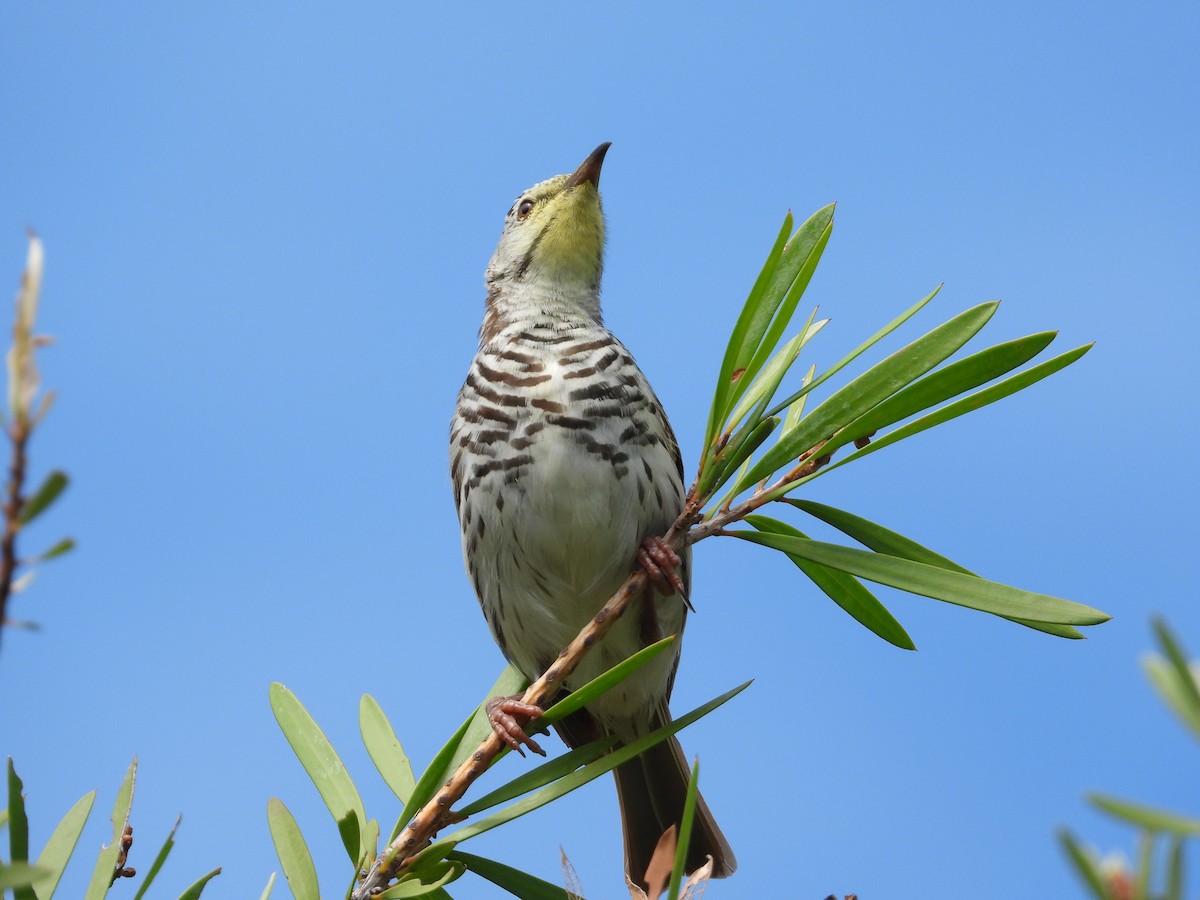 Bar-breasted Honeyeater - Cherri and Peter Gordon